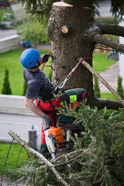 Best Tree Removal  in Shirley, NY