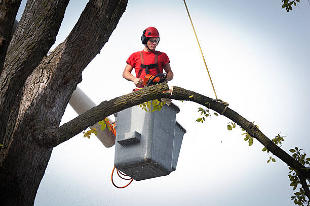 How Our Tree Care Process Works  in  Shirley, NY